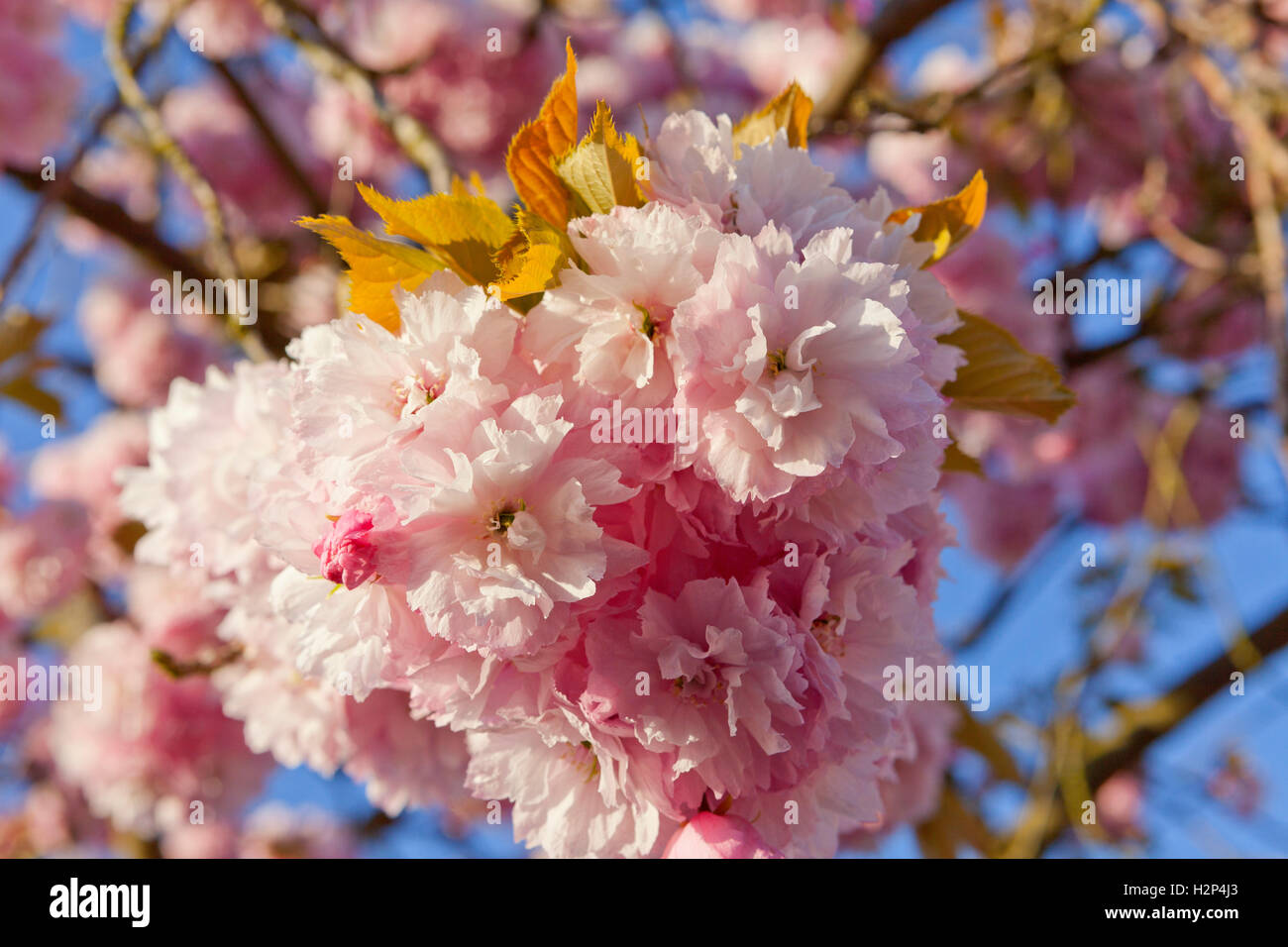 Pink cherry blossom against blue sky Stock Photo - Alamy