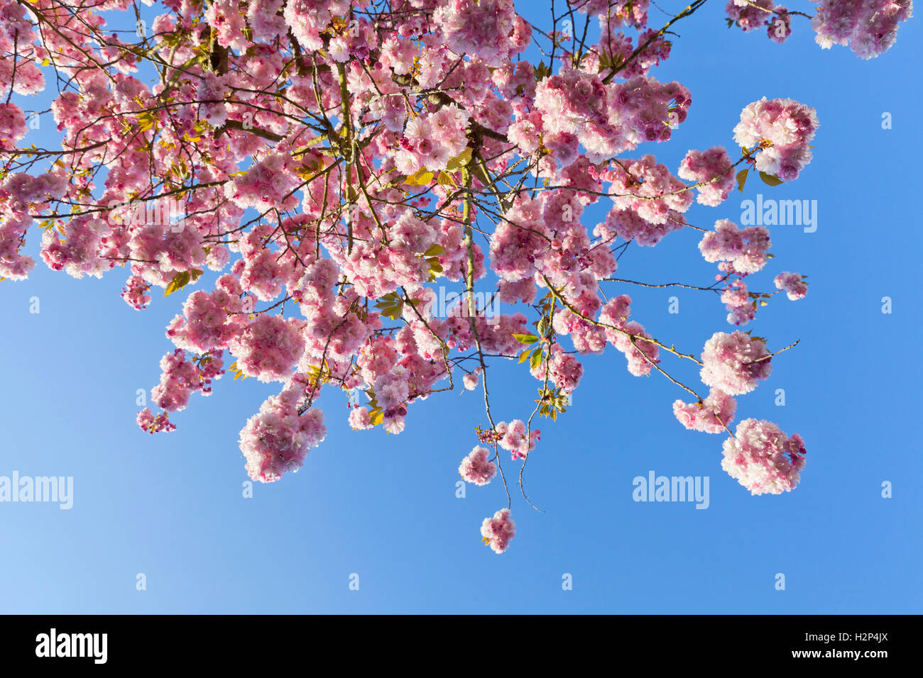 Pink cherry blossom against blue sky Stock Photo - Alamy