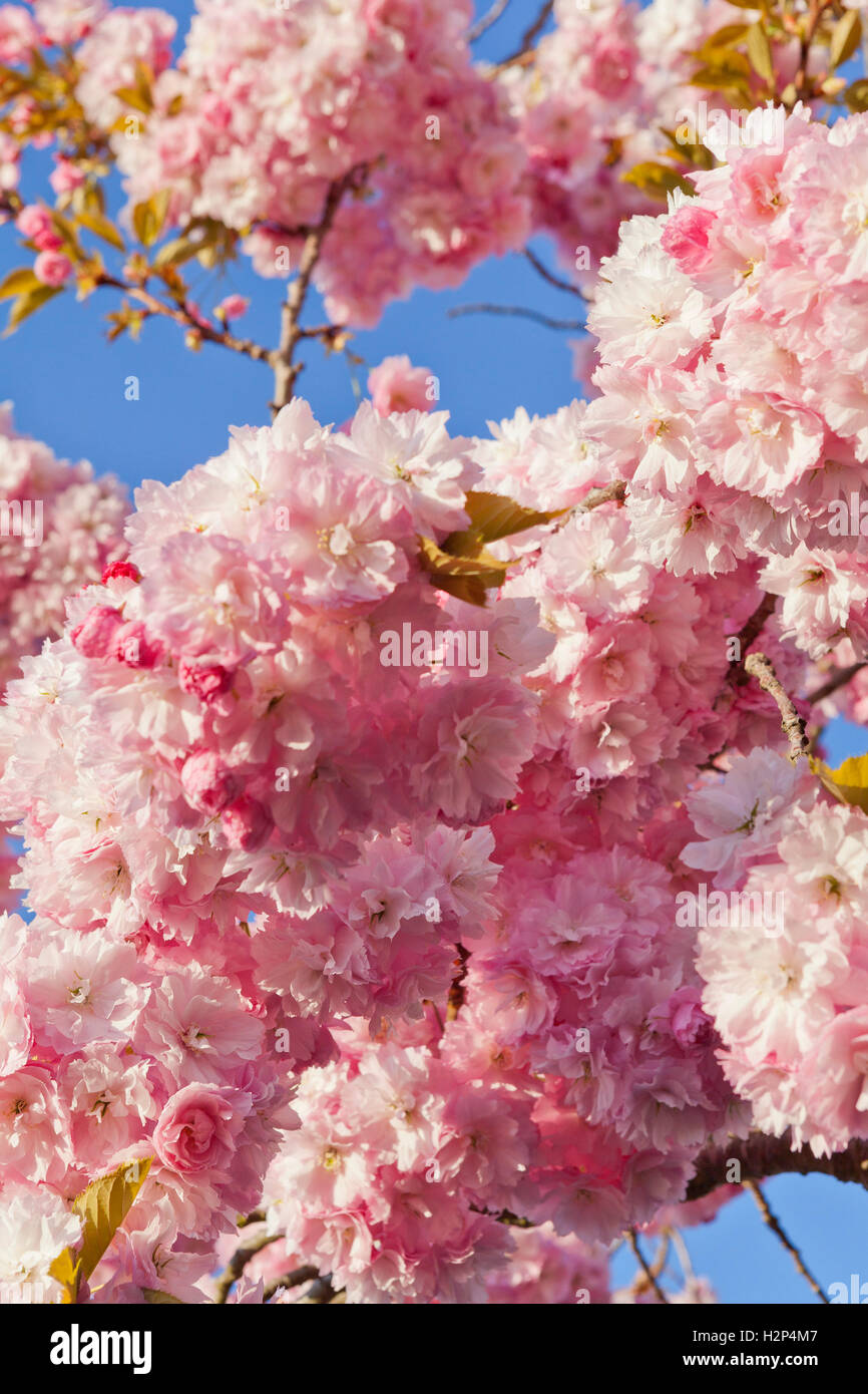 Pink cherry blossom against blue sky Stock Photo - Alamy
