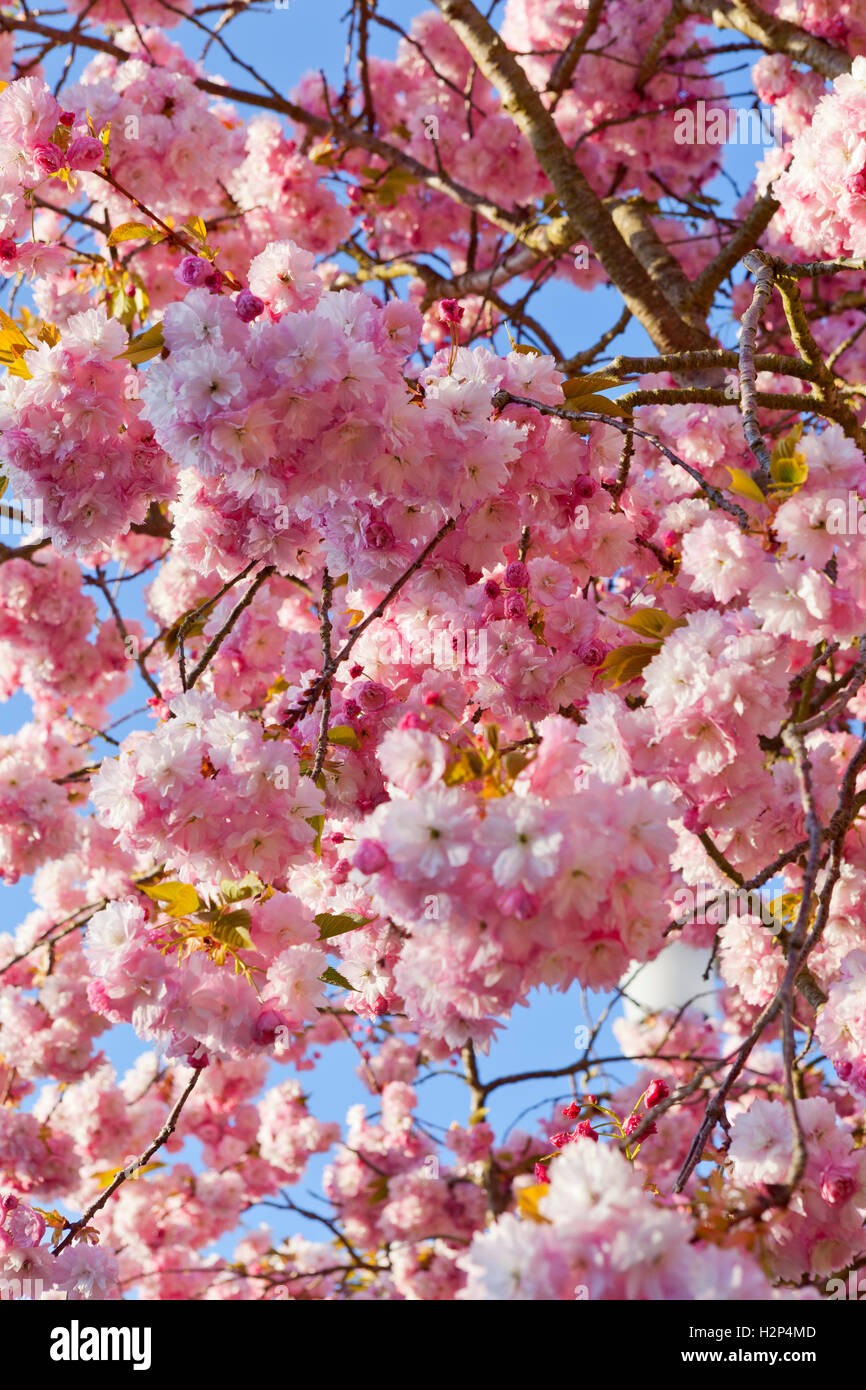 Pink cherry blossom against blue sky Stock Photo - Alamy