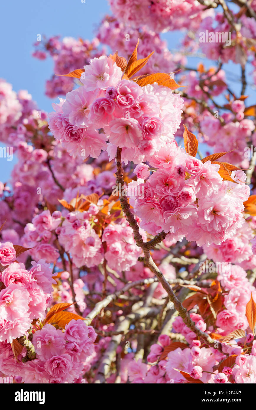 Pink cherry blossom against blue sky Stock Photo - Alamy