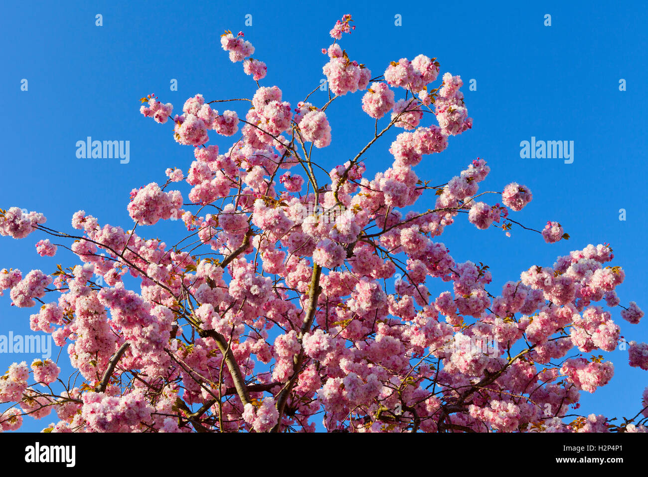 Pink cherry blossom against blue sky Stock Photo - Alamy