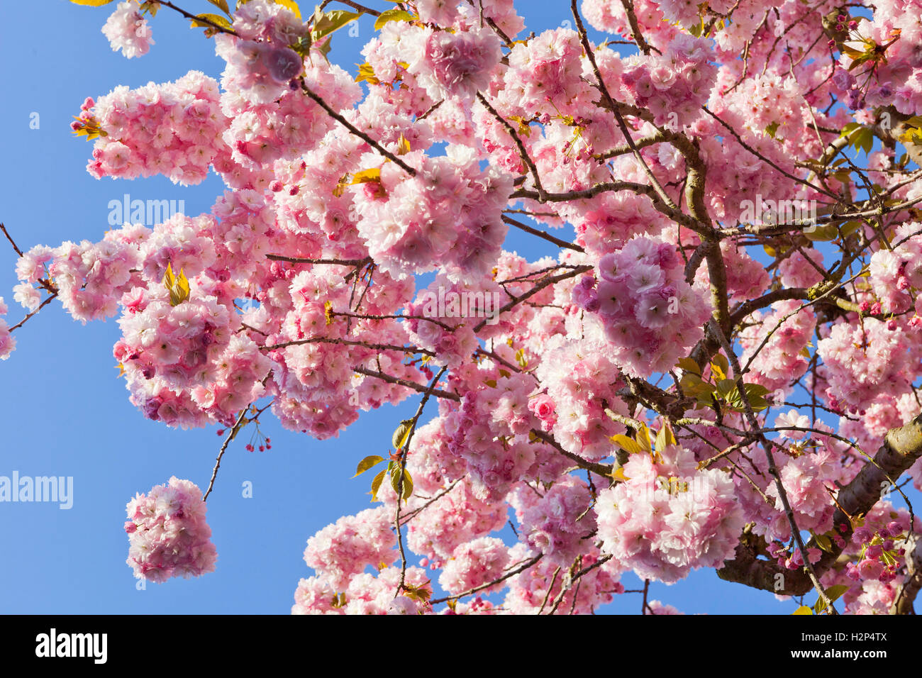 Pink cherry blossom against blue sky Stock Photo - Alamy