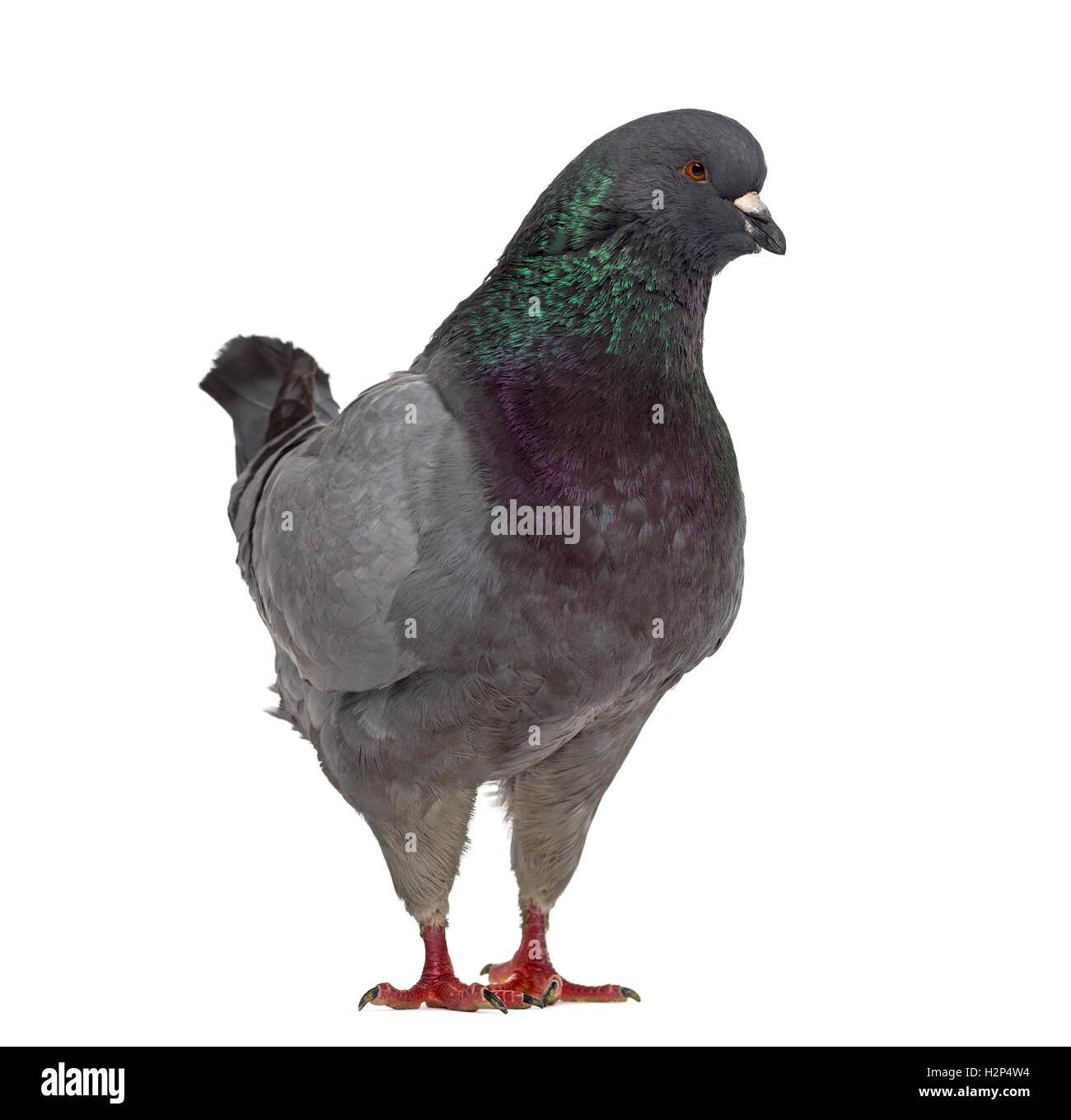 King pigeon hires stock photography and images Alamy