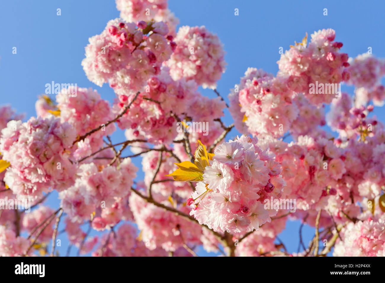 Pink cherry blossom against blue sky Stock Photo - Alamy