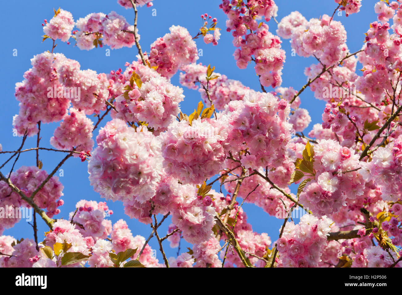 Pink cherry blossom against blue sky Stock Photo - Alamy
