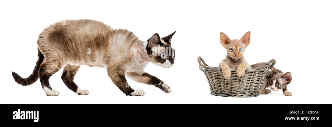 Mom Devon rex and her kittens playing isolated on white Stock Photo