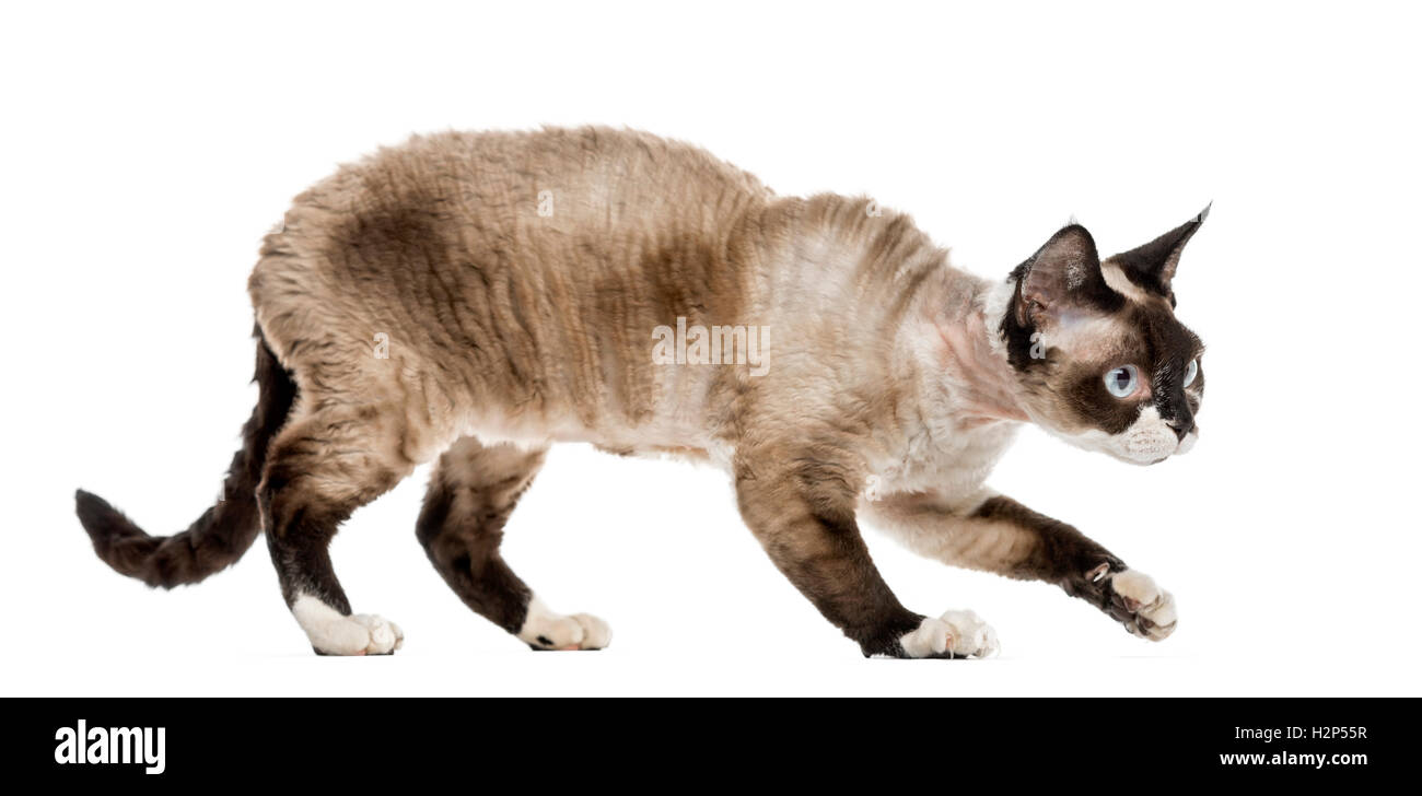 Devon rex cat sneaking isolated on white Stock Photo