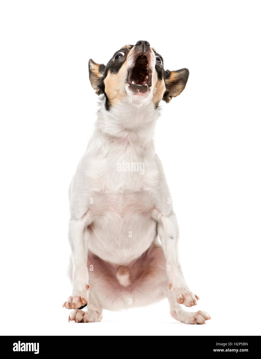 Chihuahua barking at camera, 2.5 years old, isolated on white Stock