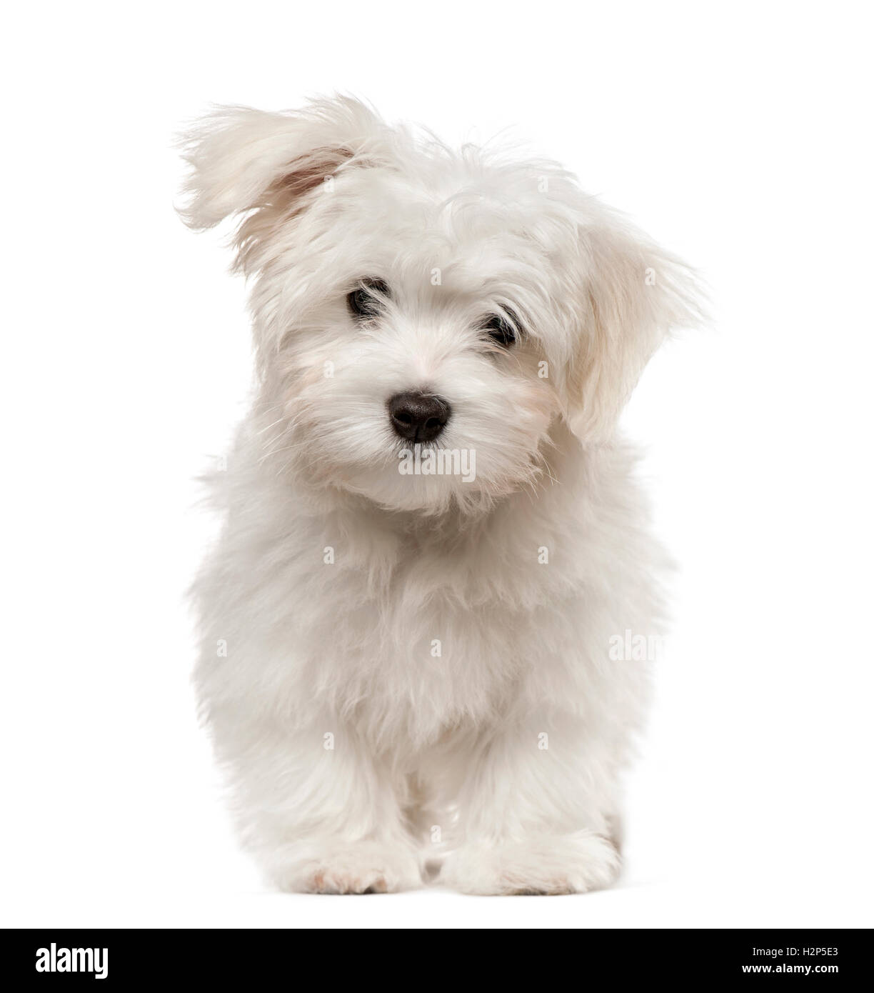 Maltese 4 sale months old