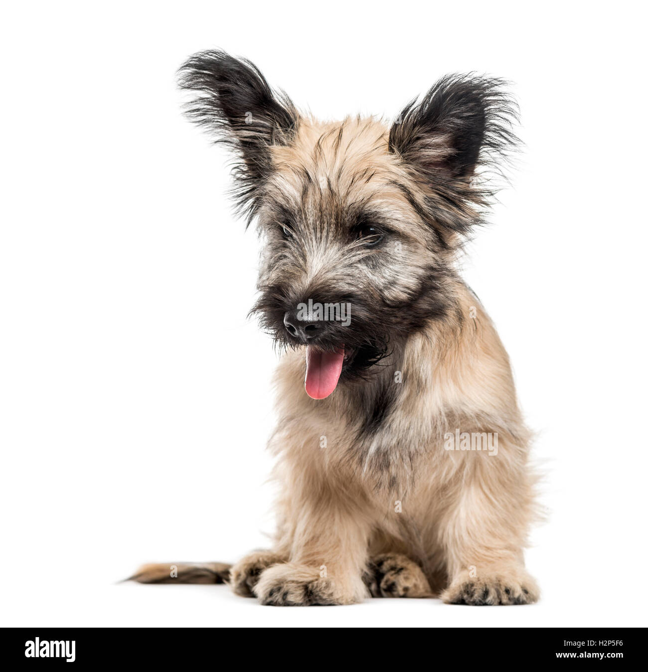 Skye terrier shops mix