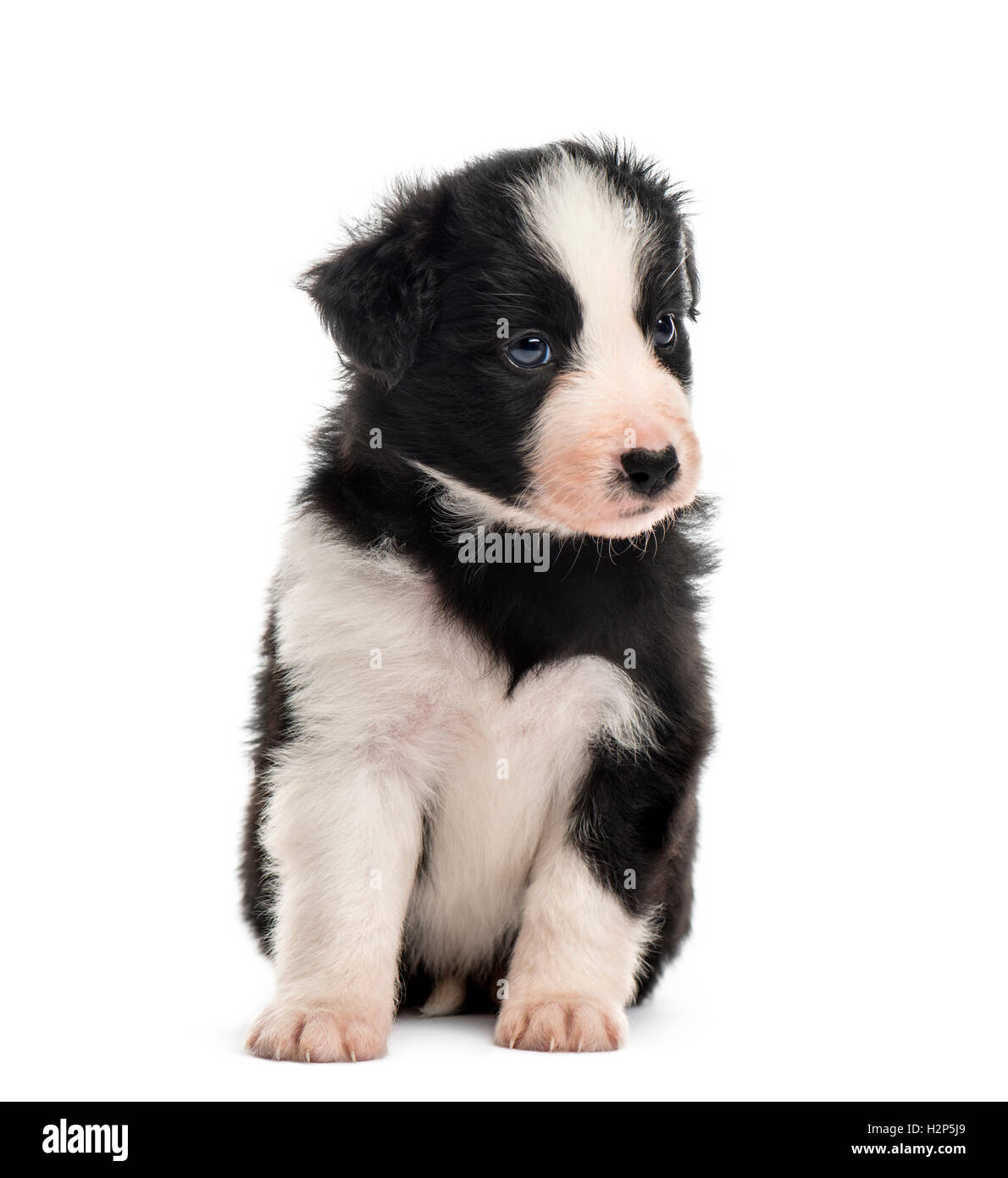 Front view of a 21 days old crossbreed puppy sitting isolated on white ...