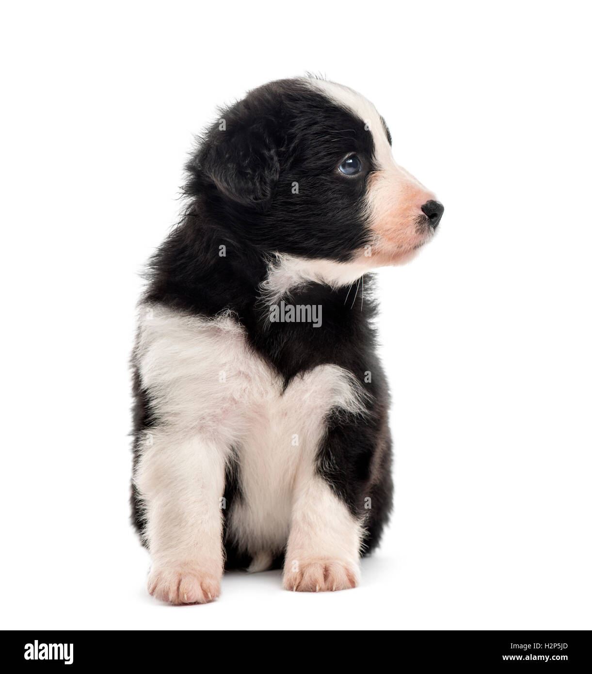 Front view of a crossbreed puppy sitting and looking away isolated on ...