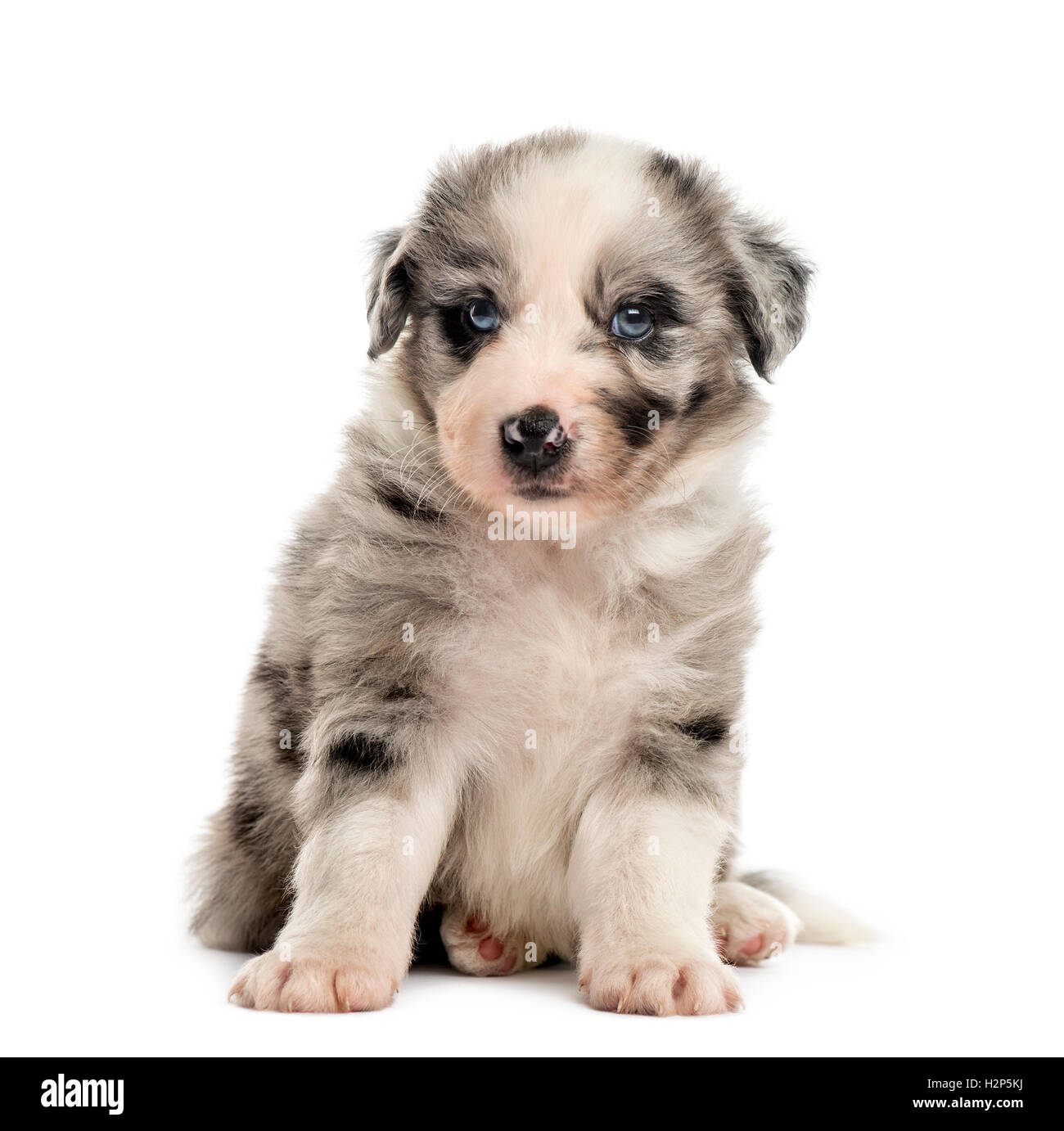 Front view of a crossbreed puppy sitting isolated on white Stock Photo ...