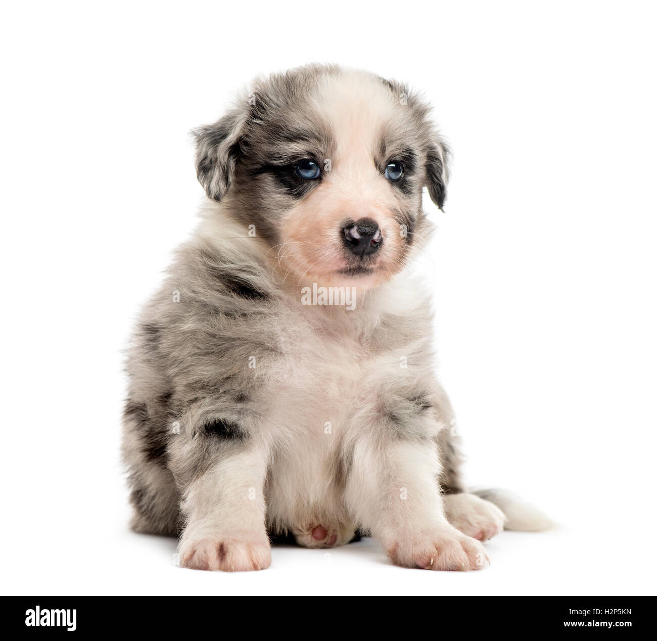 Front view of a crossbreed puppy sitting isolated on white Stock Photo ...