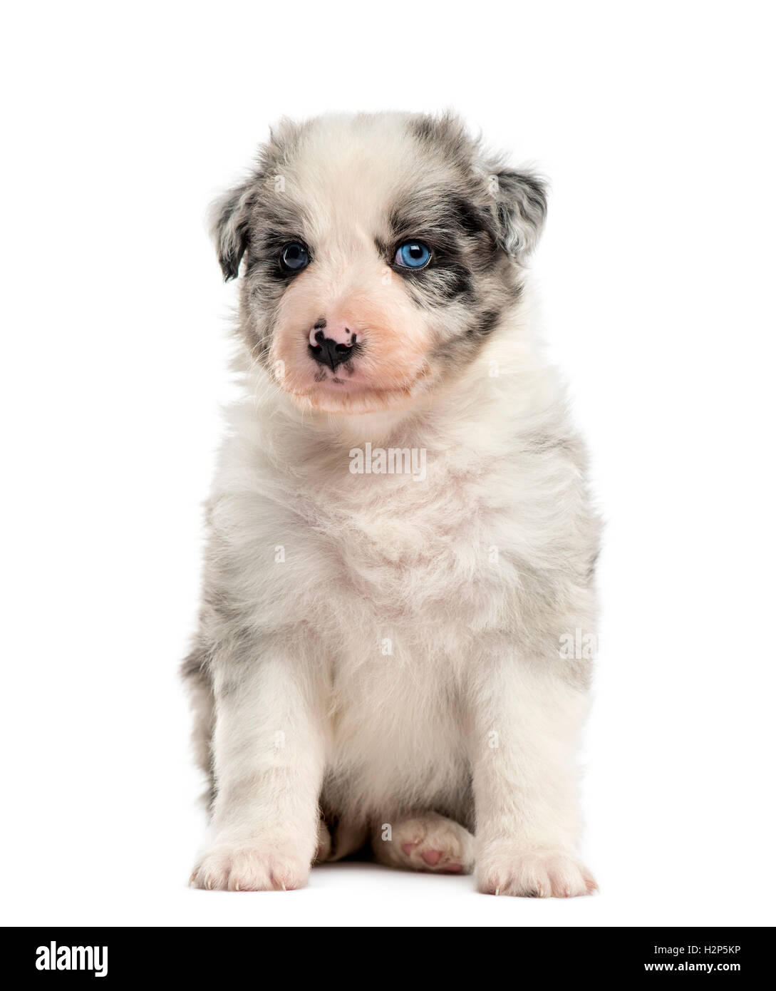 Front view of a crossbreed puppy sitting isolated on white Stock Photo ...