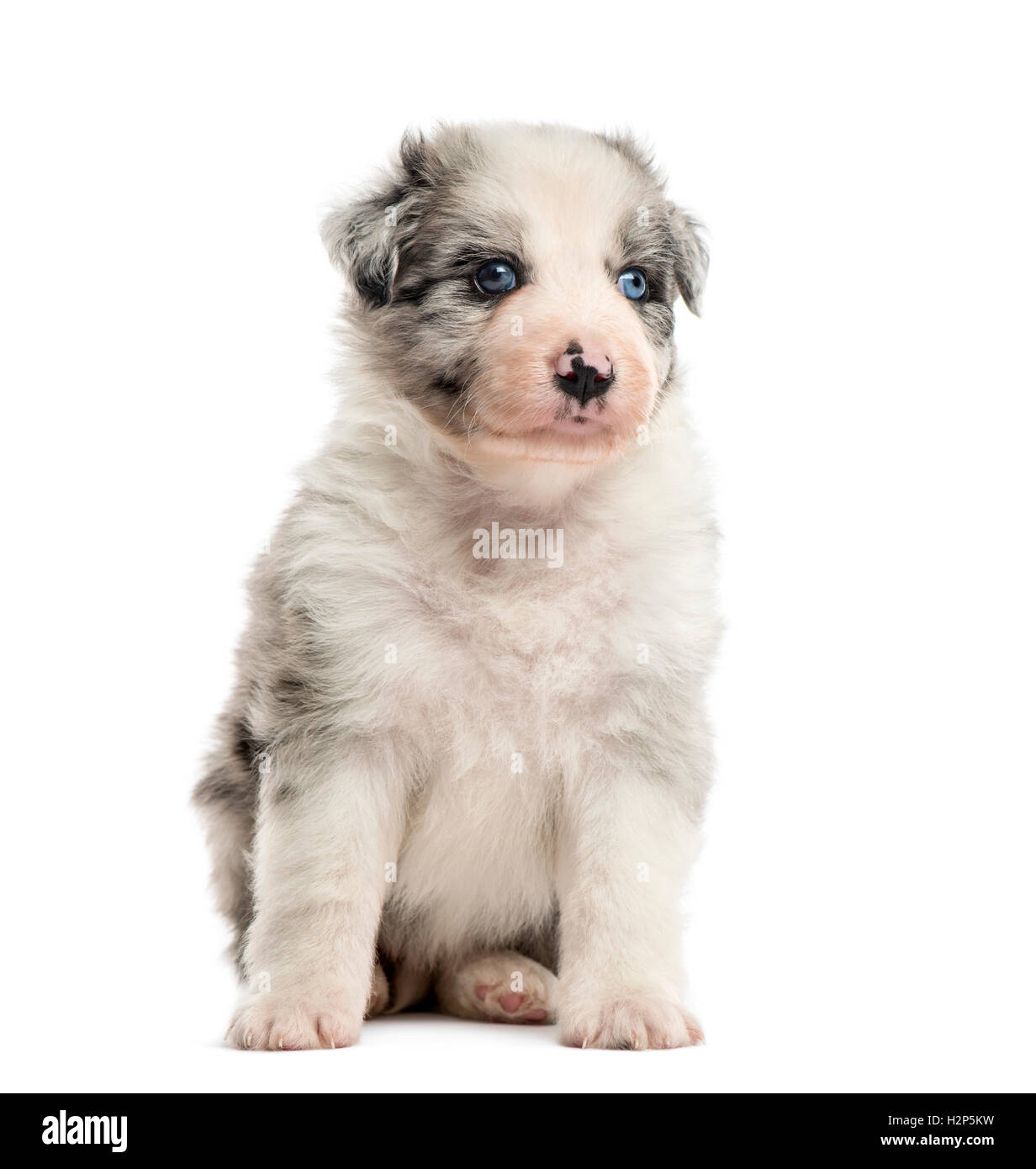 Front view of a crossbreed puppy sitting isolated on white Stock Photo ...