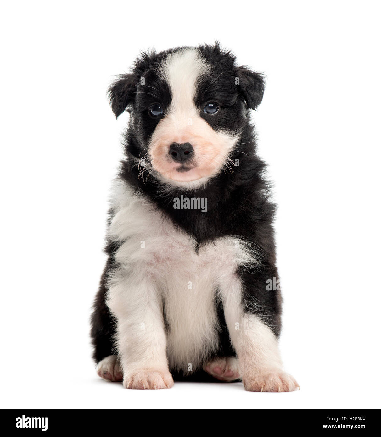 Front view of a crossbreed puppy sitting isolated on white Stock Photo ...