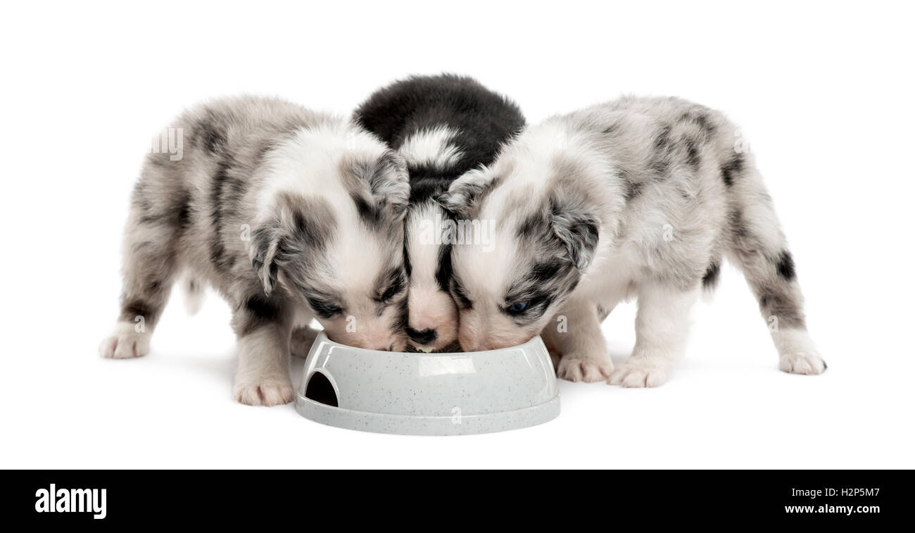 Group puppies crossbreed drinking isolated on white Stock Photo - Alamy