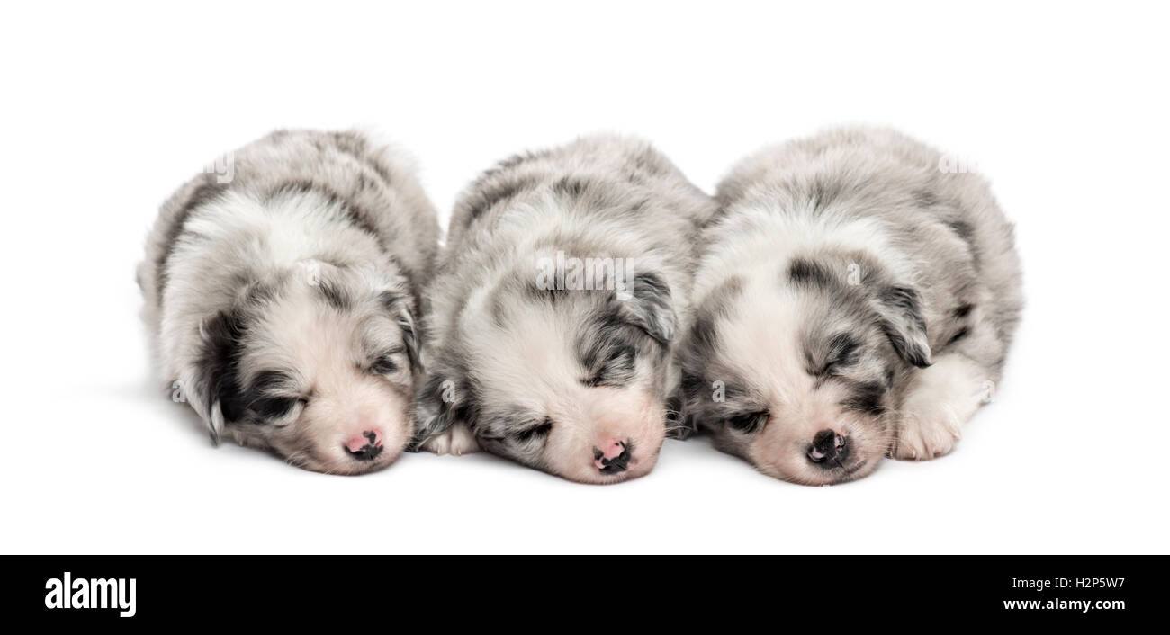 Group of crossbreed puppies sleeping in a row isolated on white Stock ...