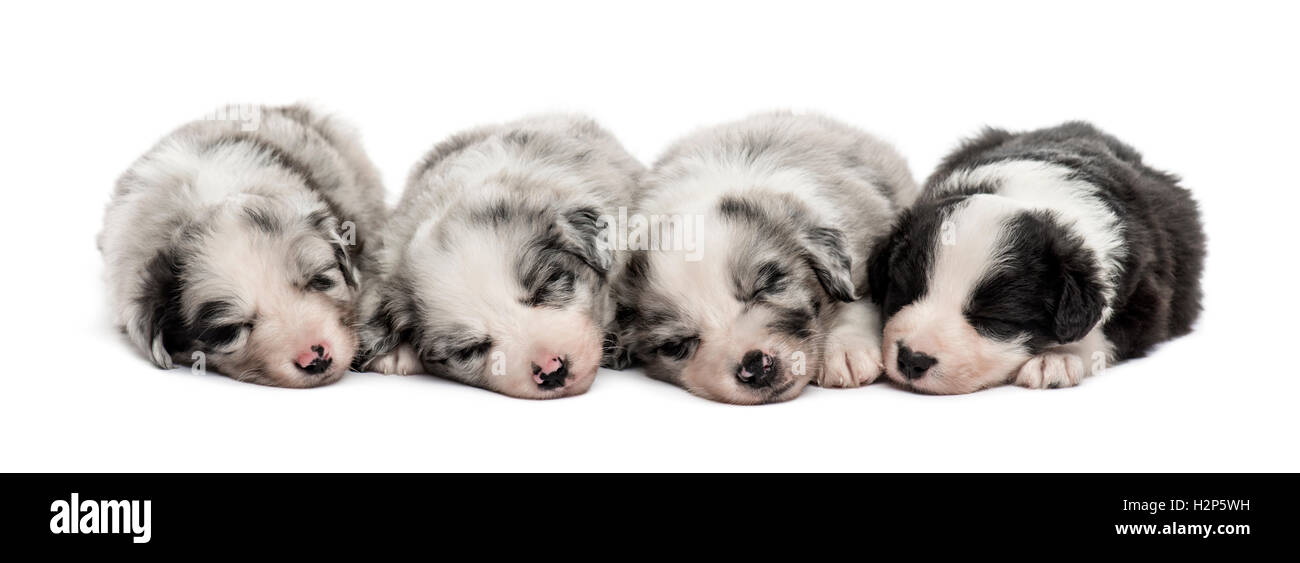 Group of crossbreed puppies sleeping in a row isolated on white Stock ...
