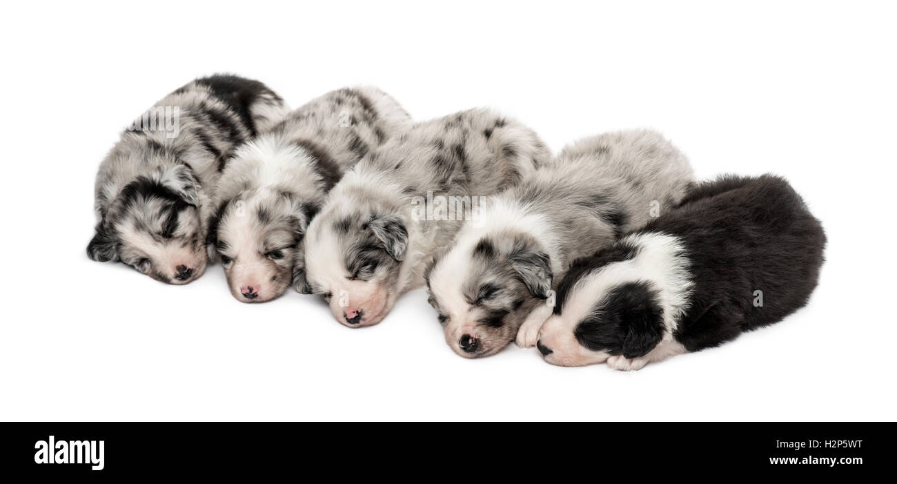 Group of crossbreed puppies sleeping in a row isolated on white Stock ...