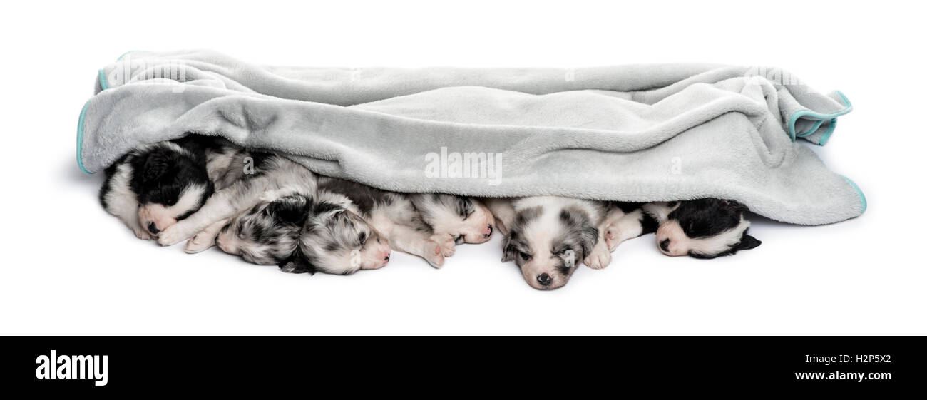 Group of crossbreed puppies sleeping in a row isolated in a towel ...