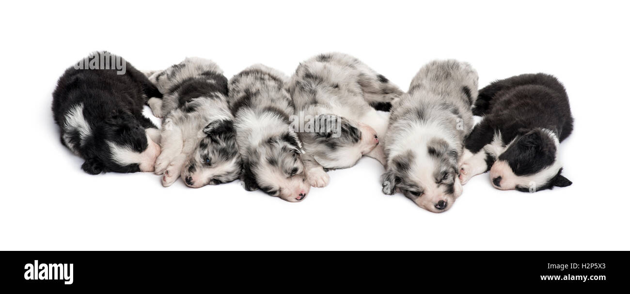 Group of crossbreed puppies sleeping in a row isolated on white Stock ...