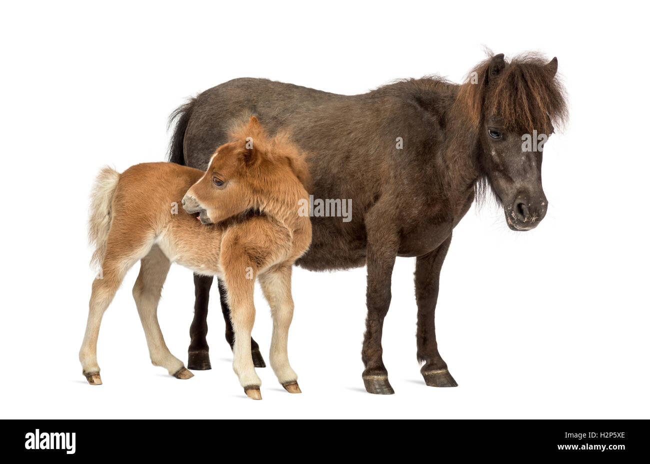 Side view of a Mother poney and her foal scratching against a white background Stock Photo