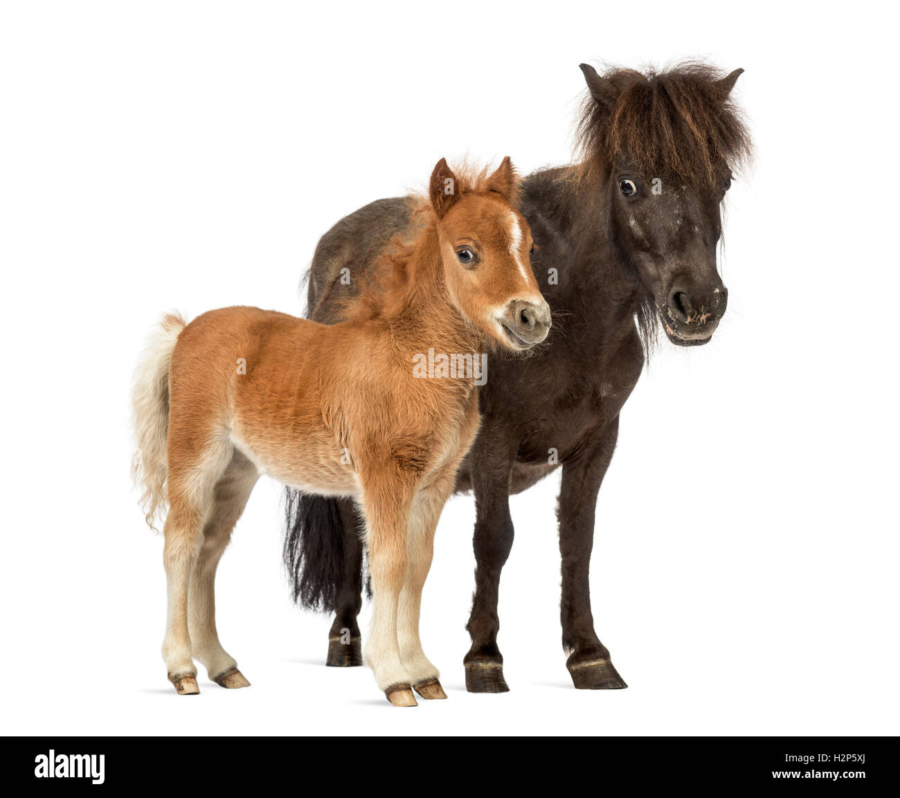 Side view of a Mother poney and her foal against a white background Stock Photo