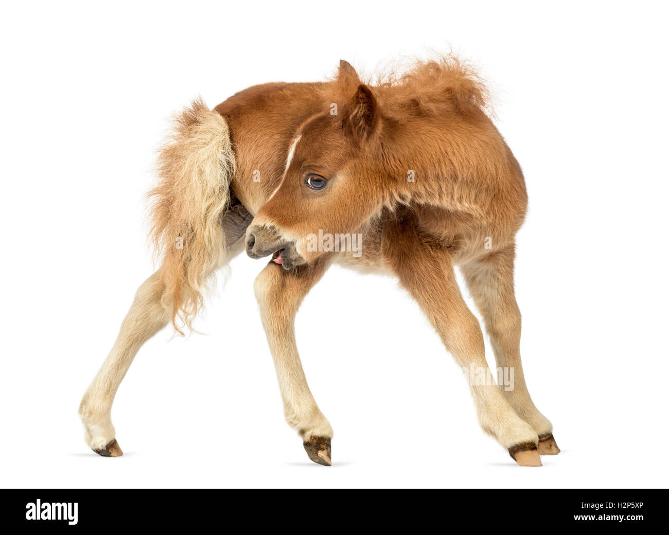 Side view of young poney, foal scratching against white background Stock Photo