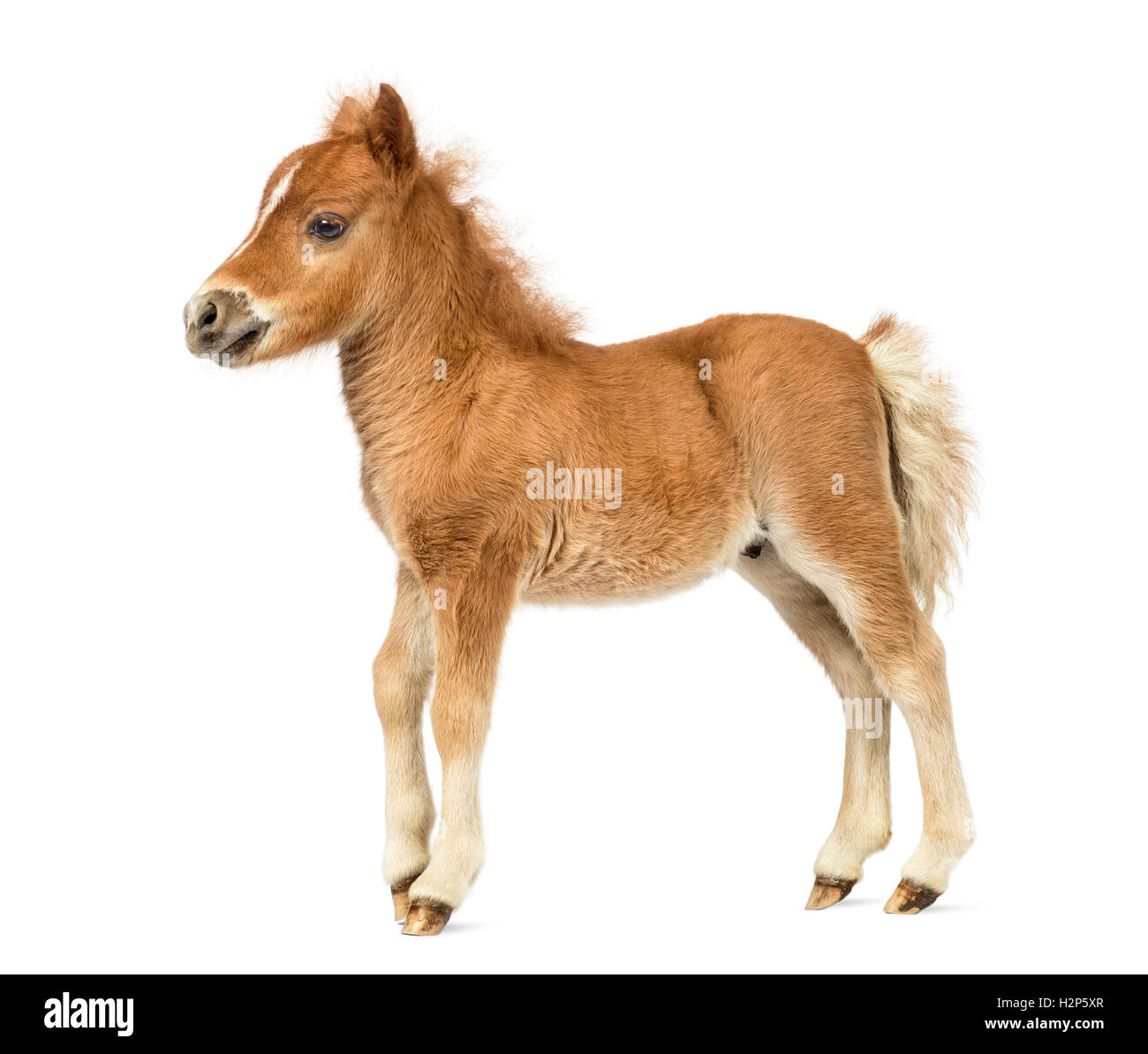 Side view young poney, foal against white background Stock Photo