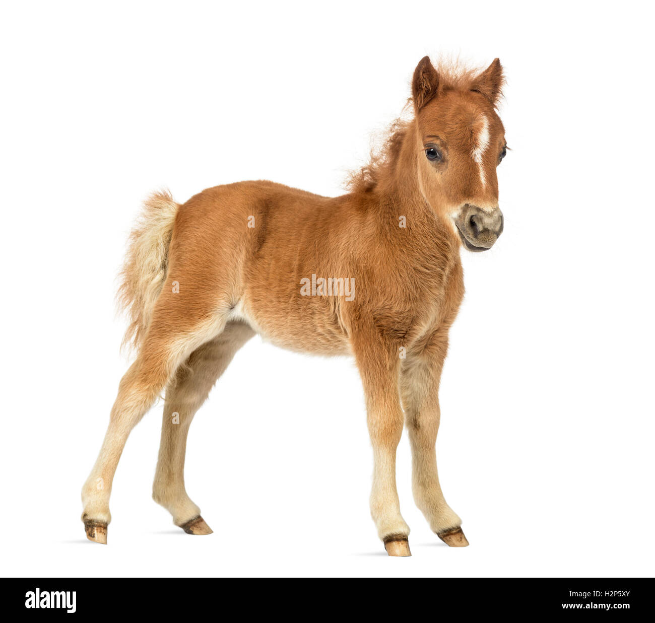 Side view young poney, foal against white background Stock Photo
