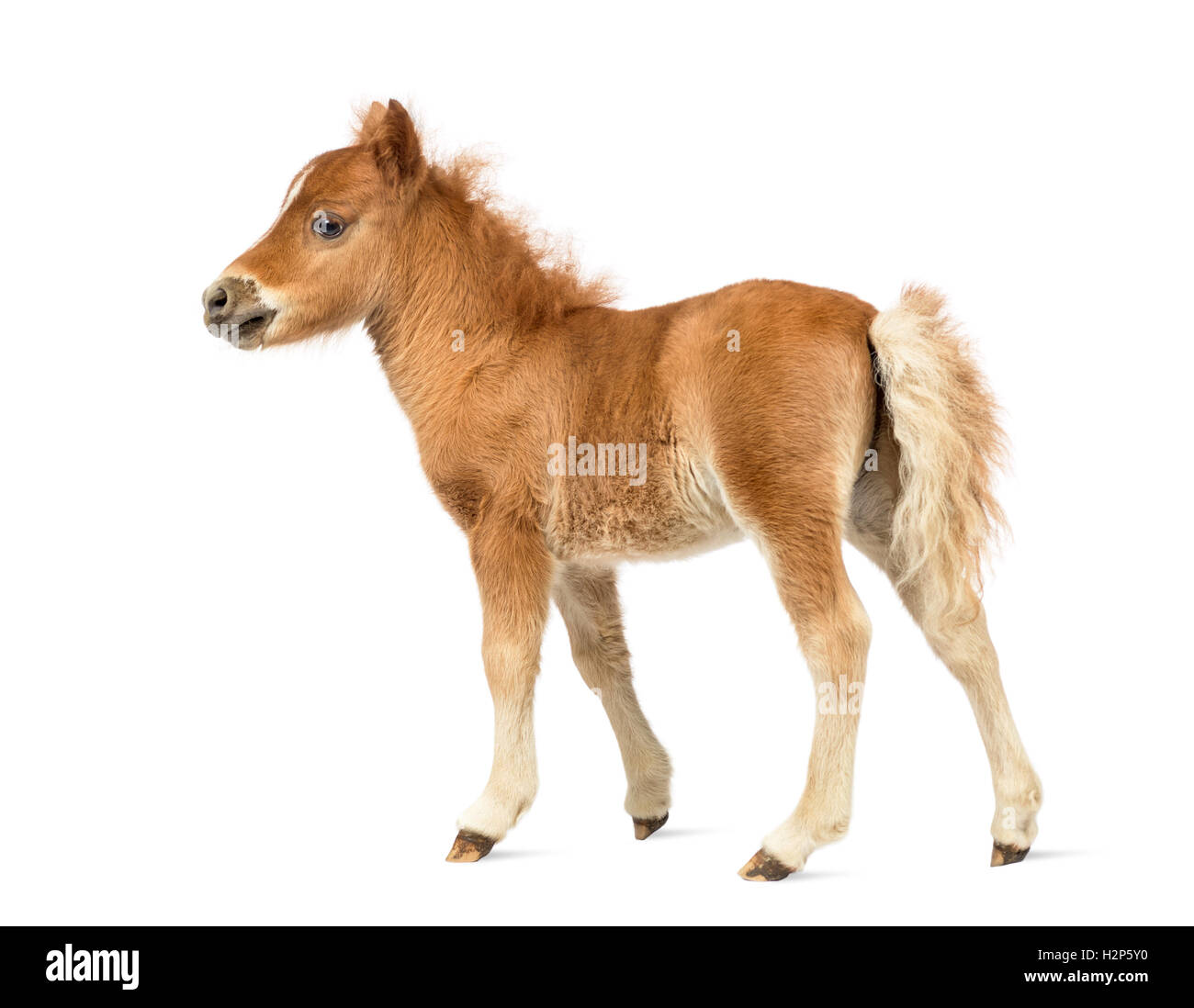 Rear view of a young poney, foal against white background Stock Photo