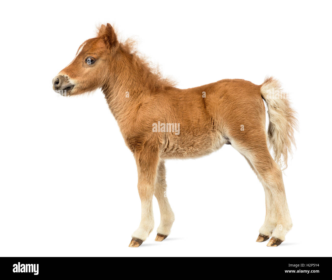 Side view of a young poney, foal against white background Stock Photo