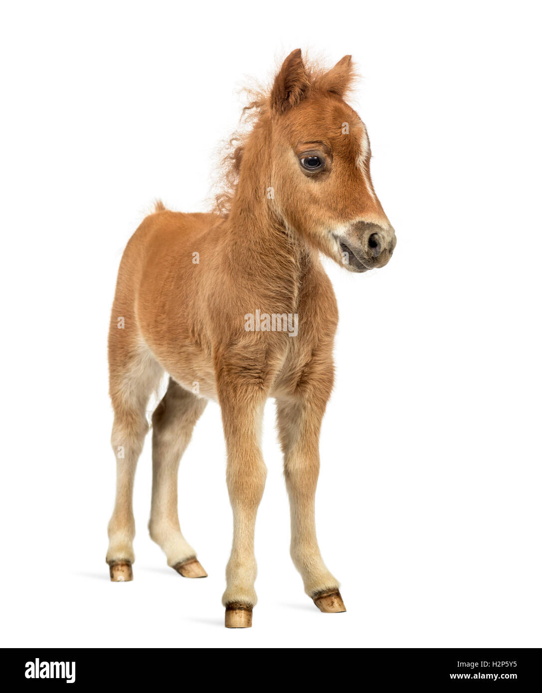 Front view of a young poney, foal against white background Stock Photo