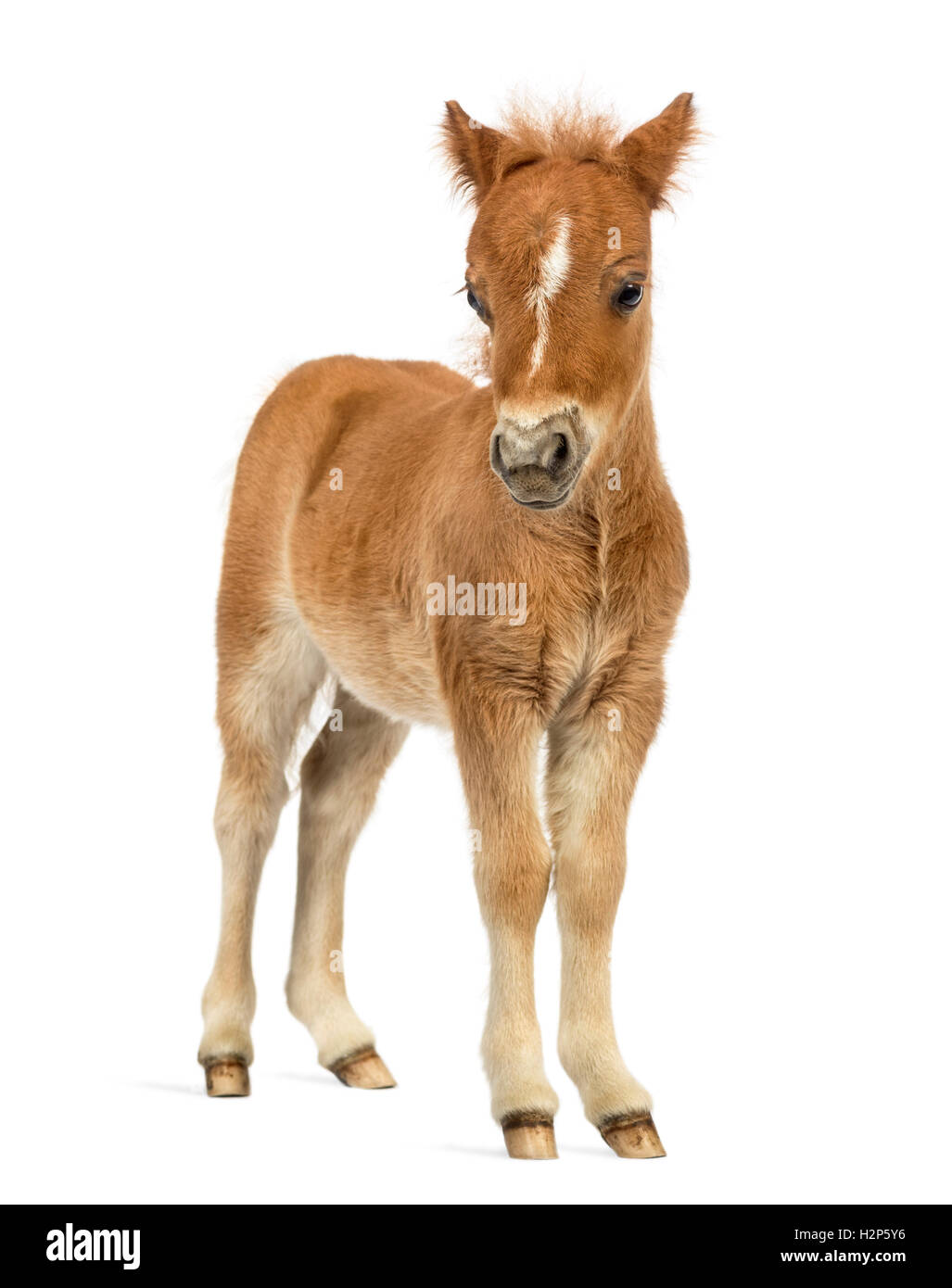 Front view of a young poney, foal against white background Stock Photo