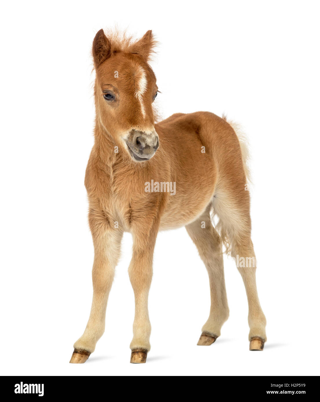 Side view of a young poney, foal facing against white background Stock Photo