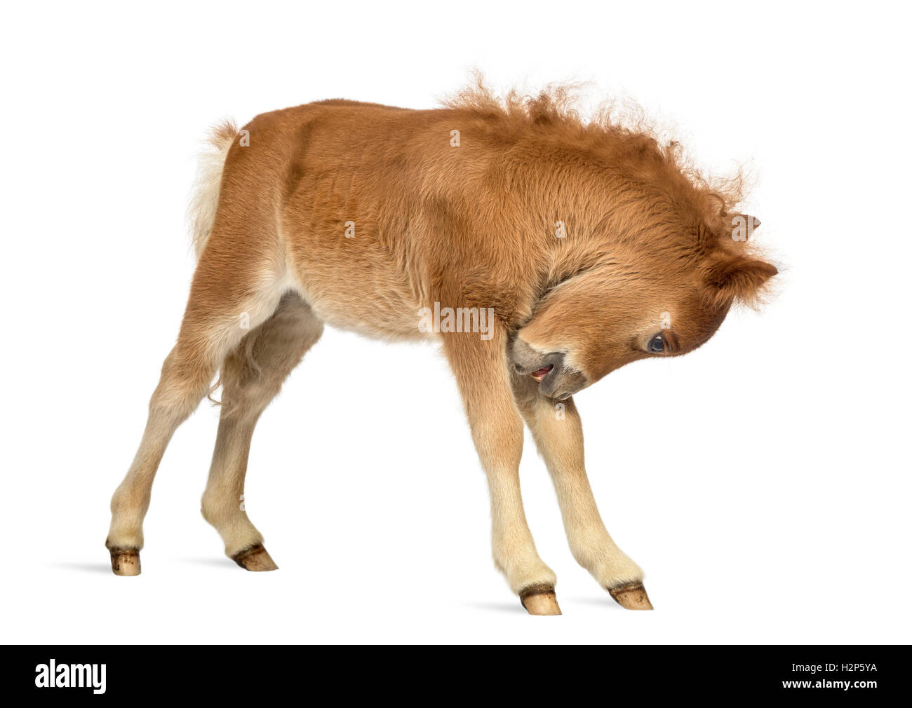 Side view of a Young Poney scratching, foal against white background Stock Photo