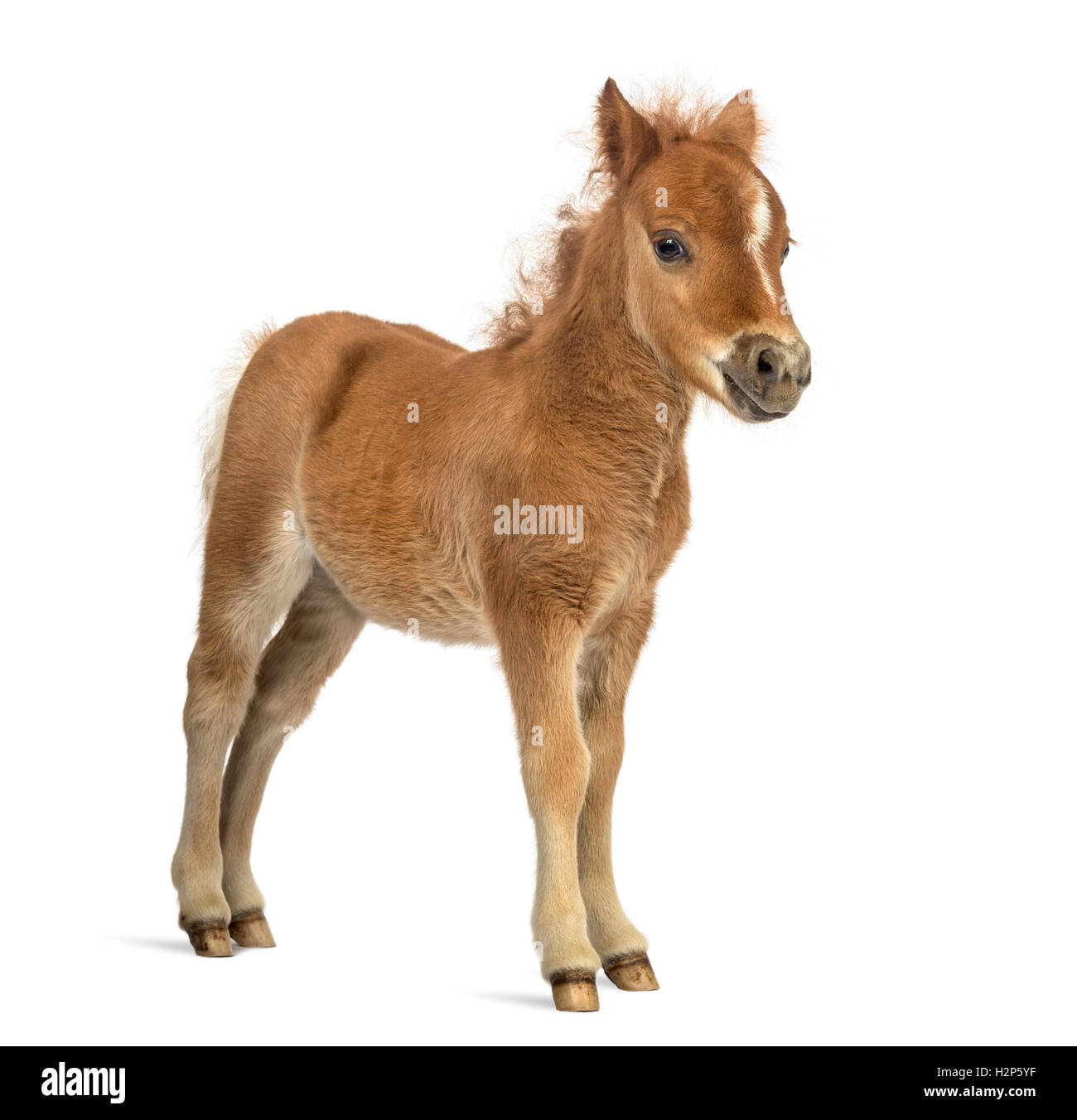 Side view of a young poney, foal looking at the camera against white background Stock Photo