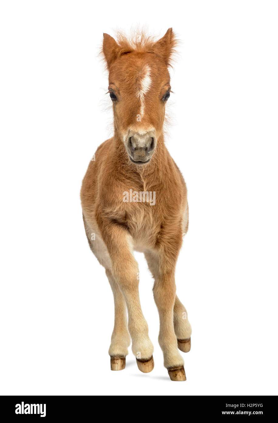 Front view of a young poney, foal trotting against white background Stock Photo