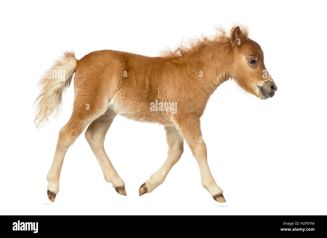 Side view of a young poney, foal trotting against white background Stock Photo