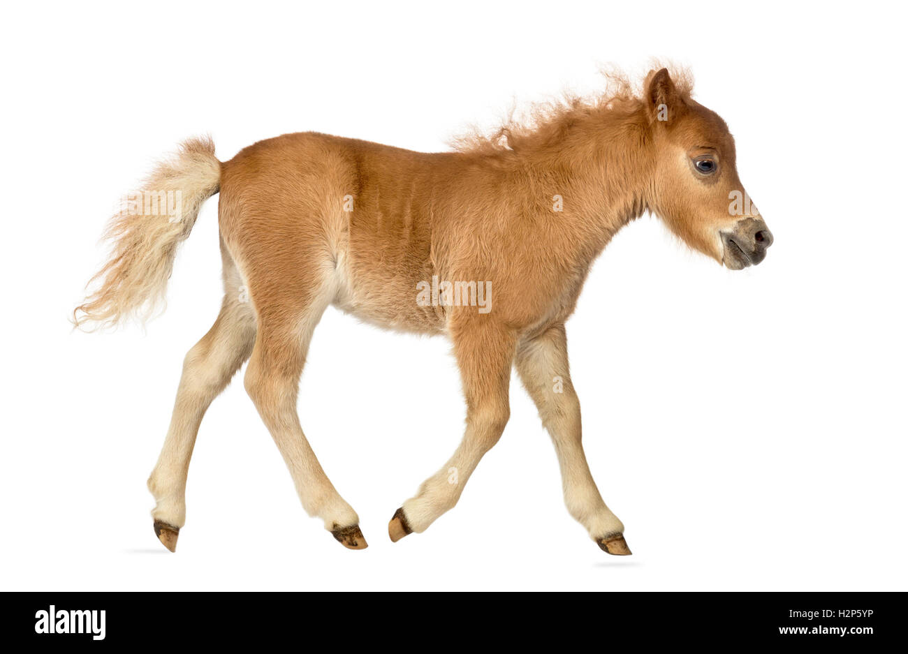 Side view of a young poney, foal trotting against white background Stock Photo