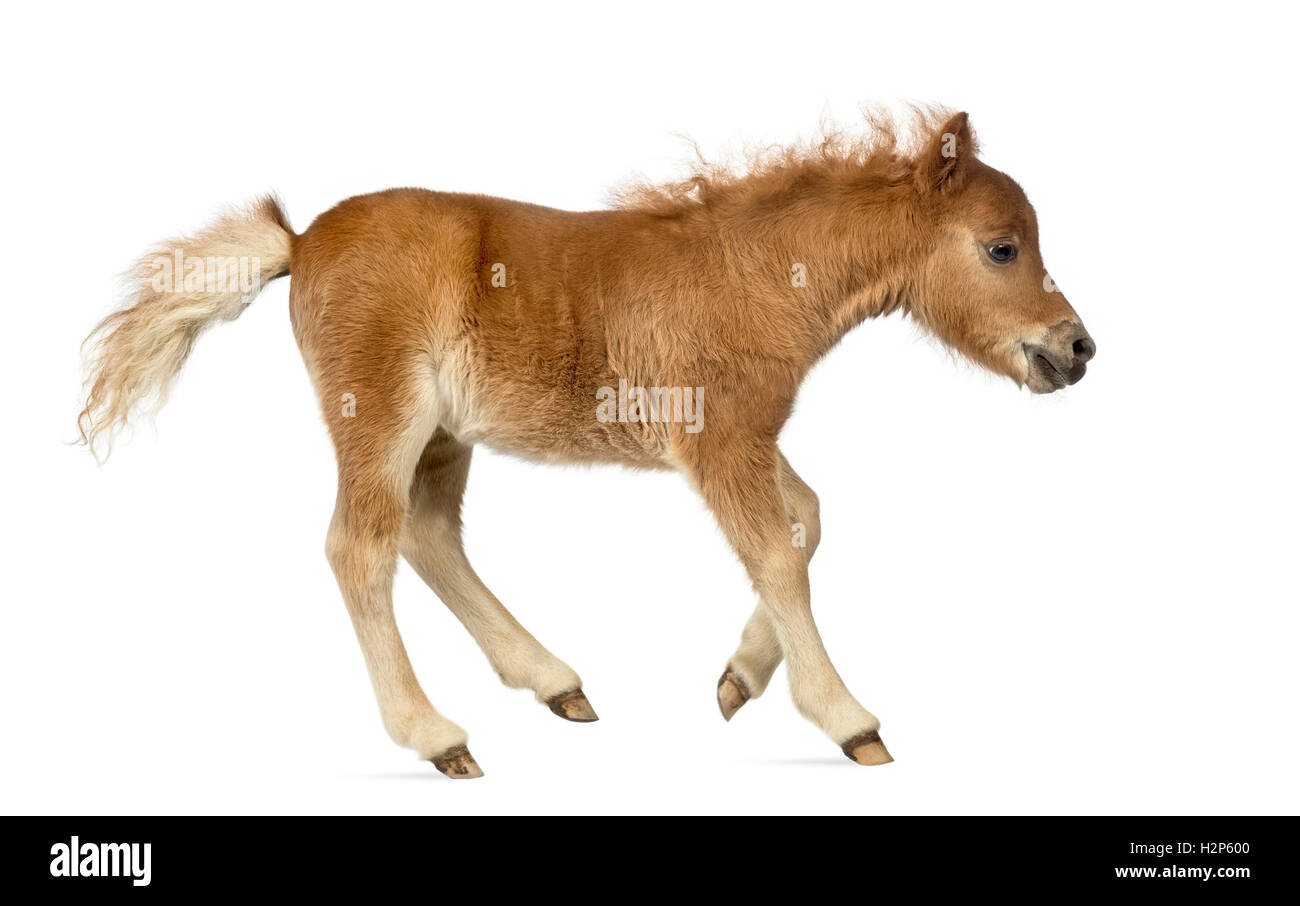 Side view of a young poney, foal trotting against white background Stock Photo