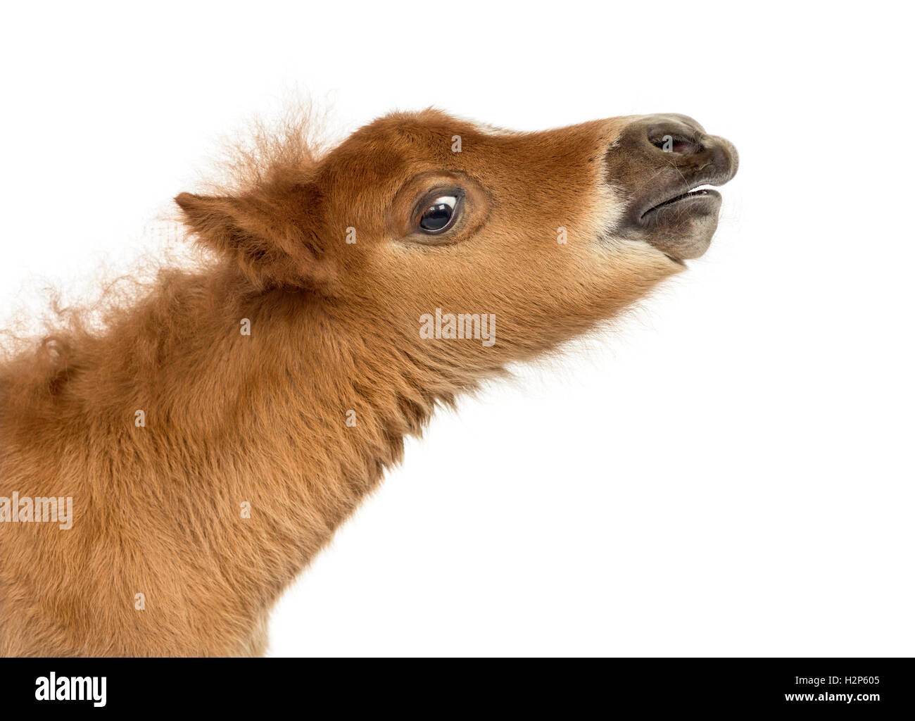 Close-up of a Young Poney whinnyg, foal against white background Stock Photo