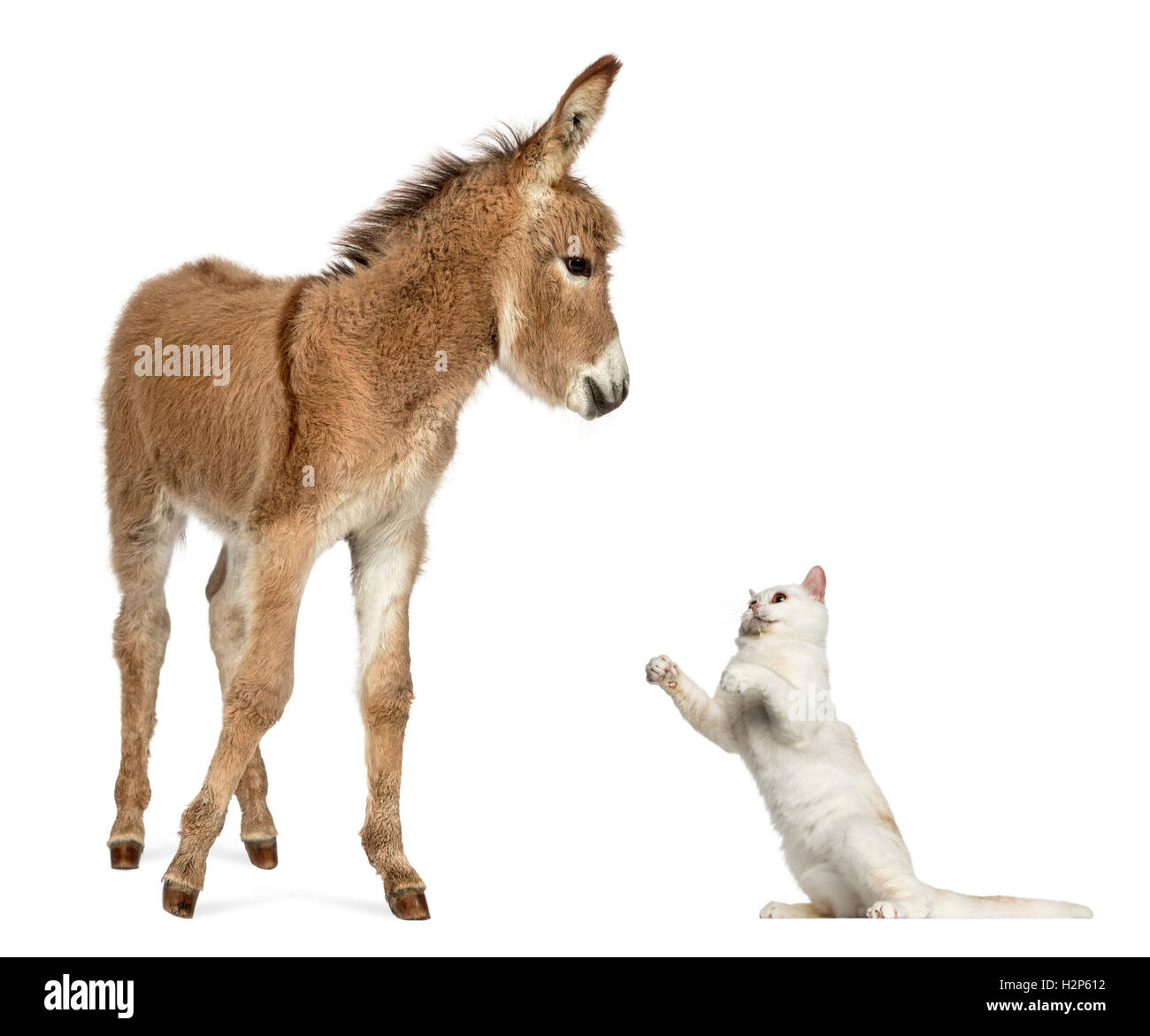 Young Provence donkey, foal playing with British Shorthair cat Stock Photo