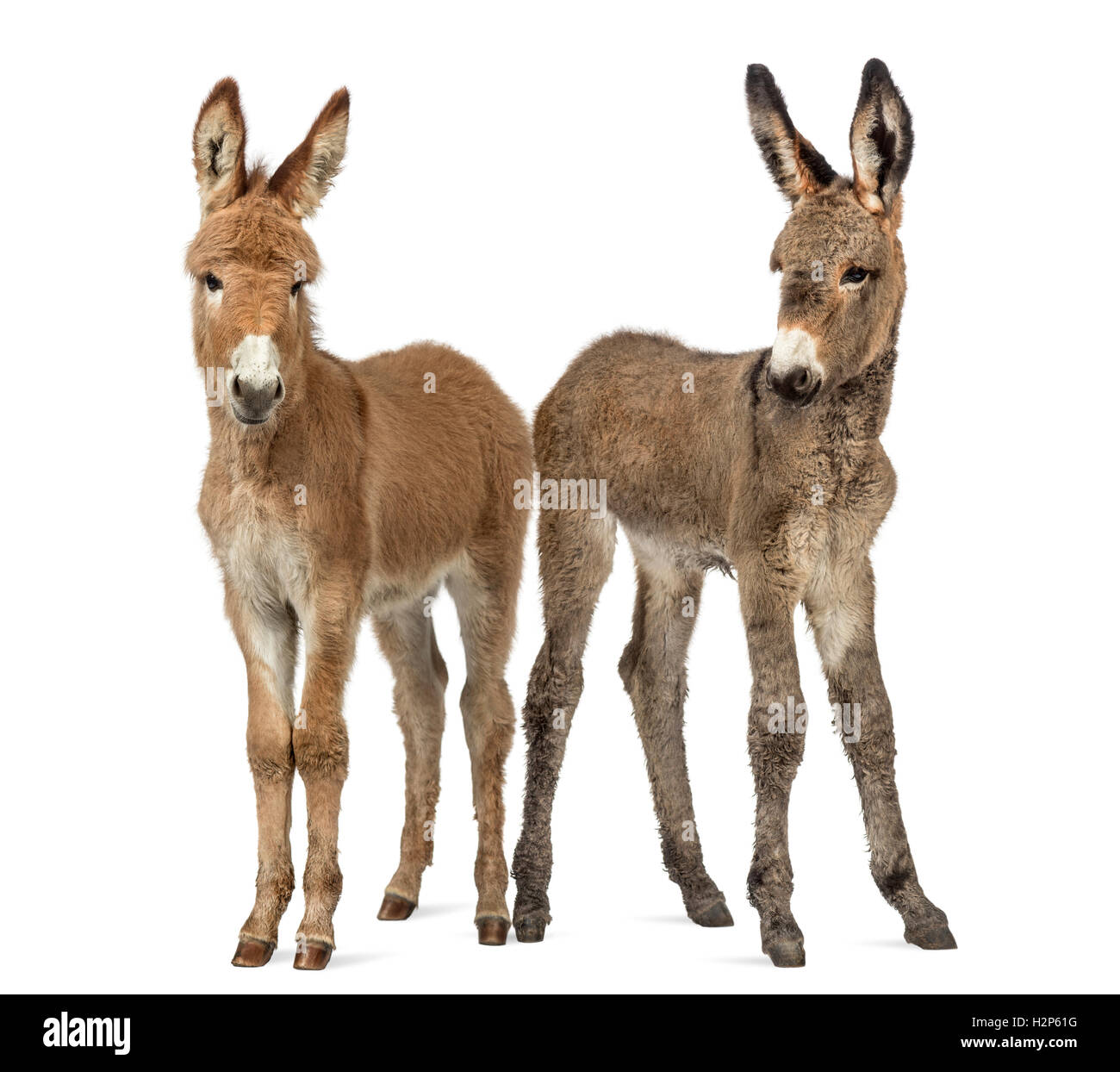 Two young Provence donkey looking at the camera, foal isolated on white Stock Photo