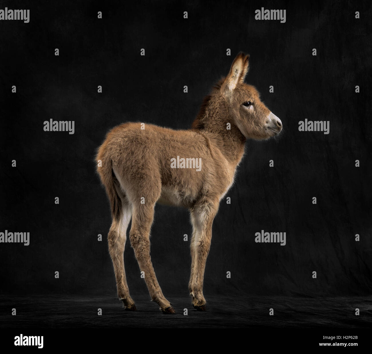 Rear view of a young provence donkey, foal against black background ...