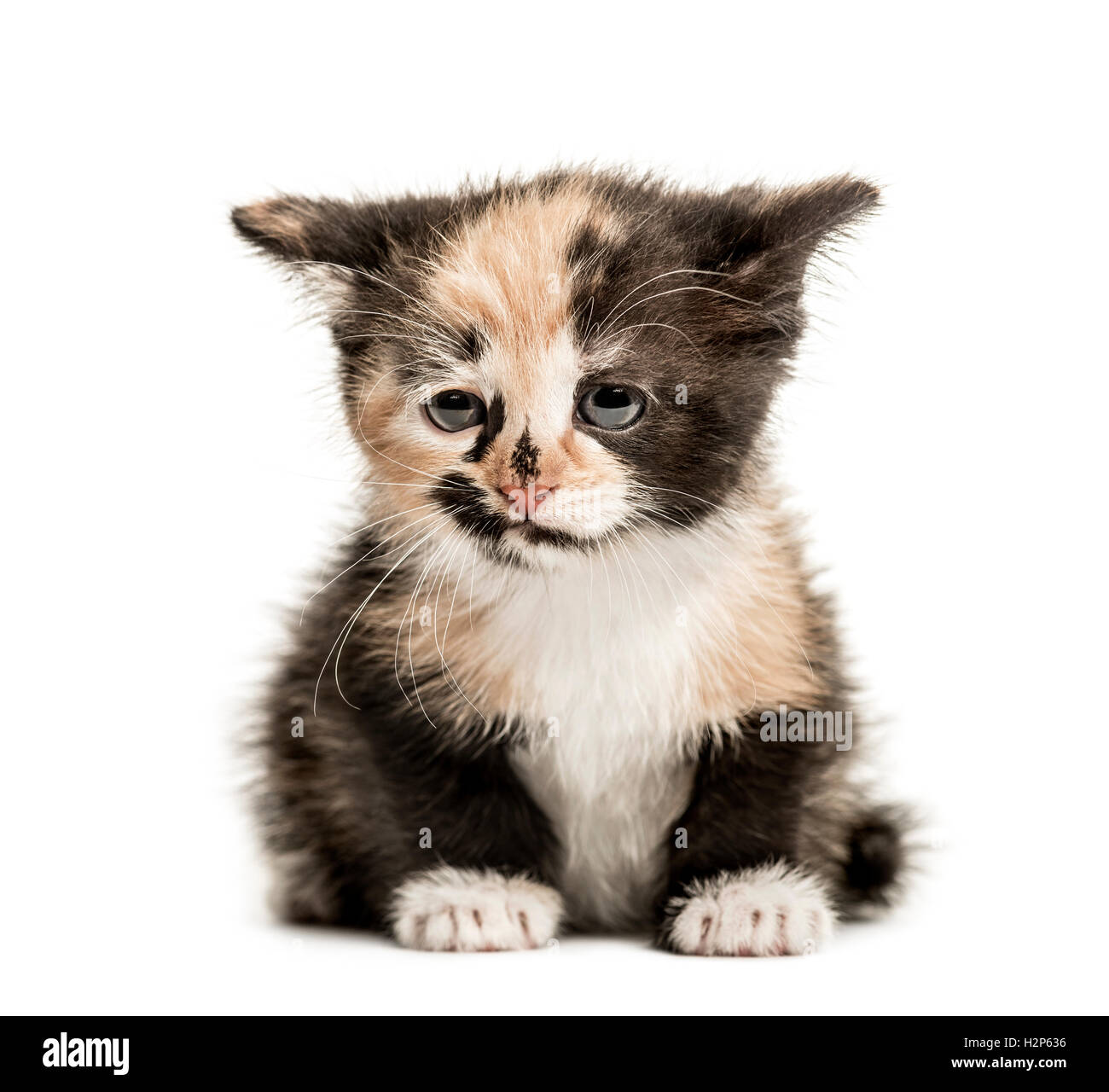 European shorthair kitten hi-res stock photography and images - Alamy