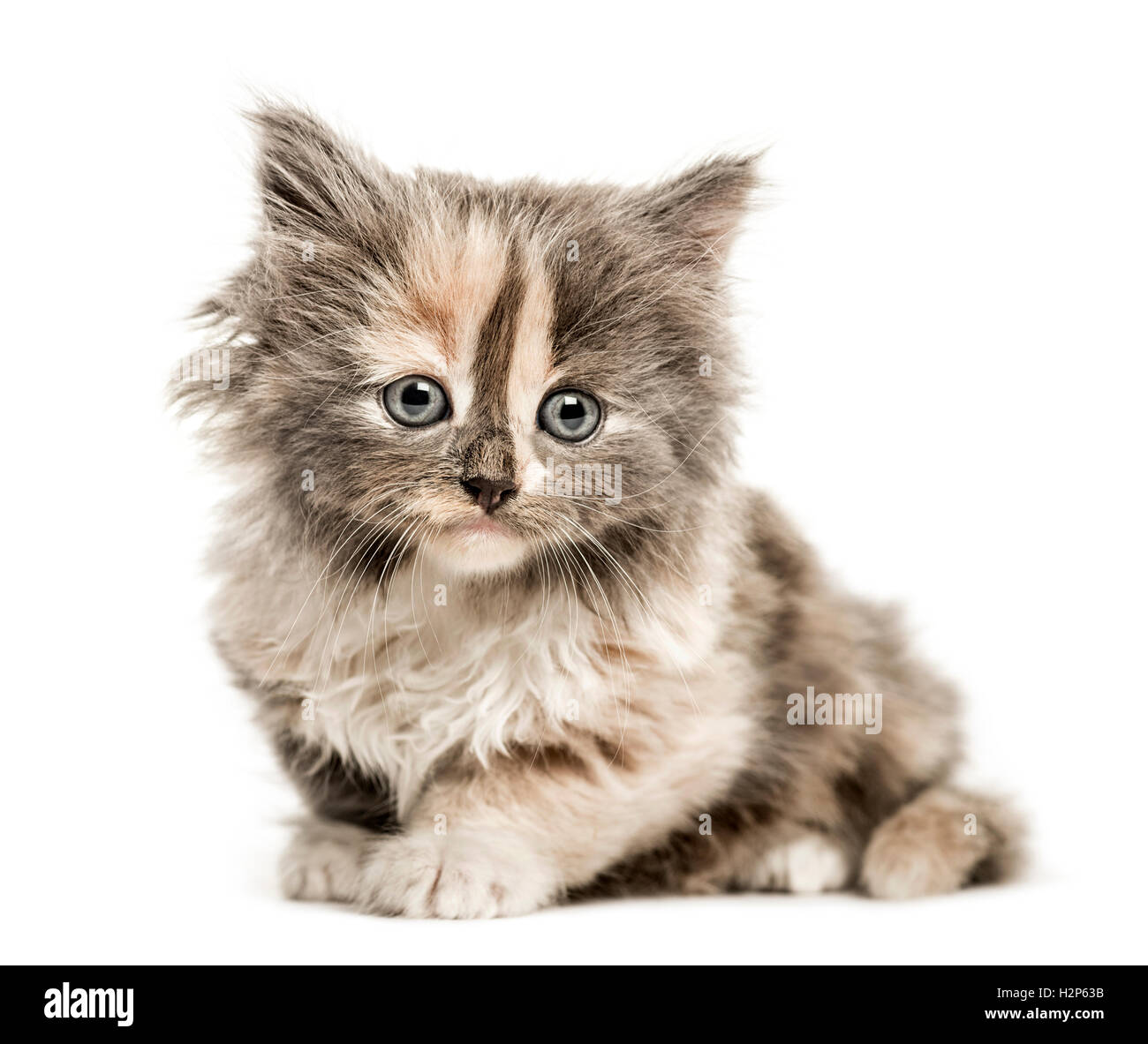 European Shorthair kitten, 1 month old, lying down looking at camera, isolated on white Stock Photo
